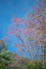 cherry tree in bloom