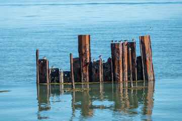 turnstones perched on skeletal remains of old pier at Keyhaven and Lymington nature reserve Hampshire England