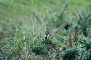 wheatear perched on gorse with countryside blurred in the background
