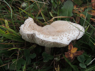 Mashroom © Duck_lov3r