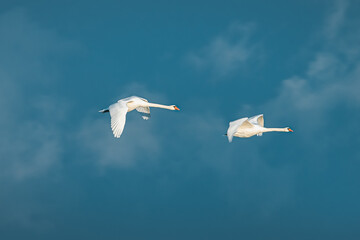 Swans migrating to south from Latvia in nordic Europe. Majestyc wing span with vibrant blue sky in background.