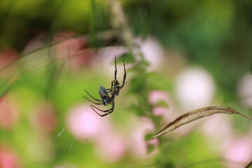 spider on blur red green nature tree background 