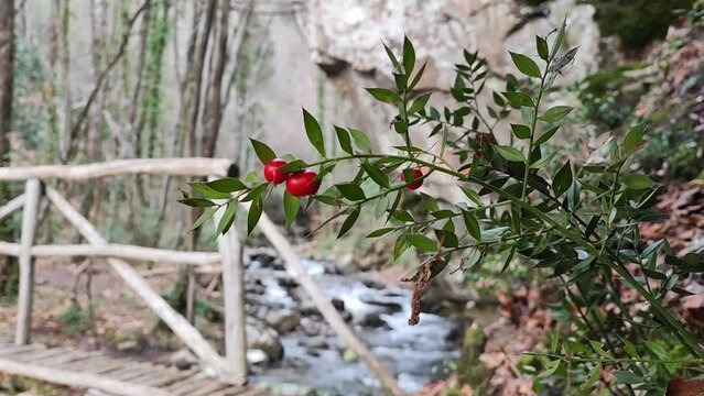 Wild Ruscus Aculeatus, aka butcher's broom, with big red berries growing by a wooden bridge over a stream in a forest. Real time.