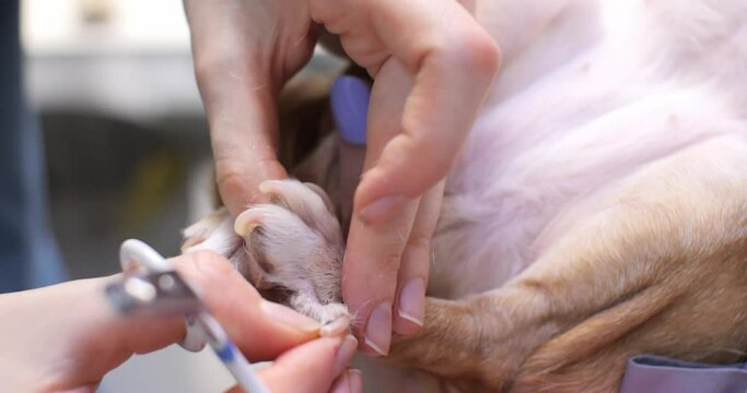 A dog with long nails was brought to the veterinary clinic. The veterinarian trims the nails with scissors and cuts off the sharp tips with a grinder.