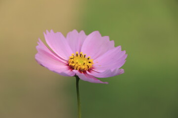 Fototapeta premium pink cosmos flower blooming in the field.
