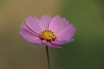 Fototapeta premium A field of pink cosmos flowers with the light of the sunset