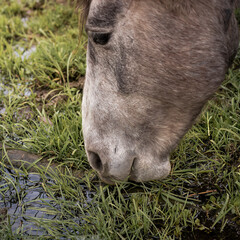 Naklejka na ściany i meble The horse eats in the meadow - the horse eats grass and drinks water. The head of a noble breed horse in the paddock. Gray horse in the pasture.