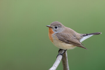 close up of chubby brown bird with orange neck down to chest perching on wooden branch during...