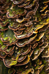 Mushrooms parasites on trees close-up in the forest. Moss on the bark of a tree. Tropical mushrooms.