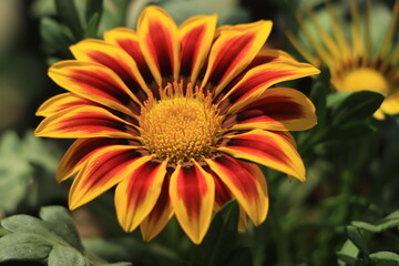 blooming gazania flowers or african daisy in a garden on green background