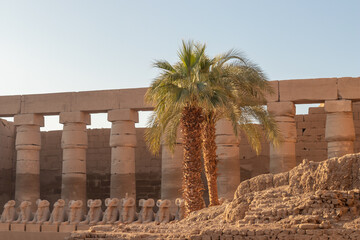 Ancient architecture tourist attraction in Egypt with palm trees, colums and statues with sunrise light and no people