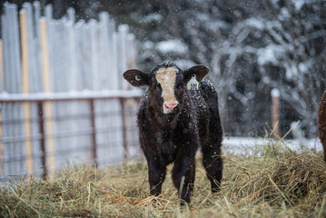 Close up on a young simmental calf