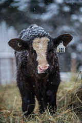 Close up on a young simmental calf © Beatrice