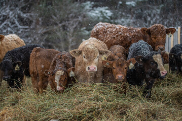 Group of cute young calves eating hay in a pasture in winter weather