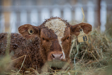 Close up on a young simmental calf © Beatrice