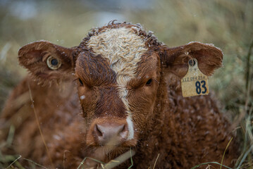 Close up on a young simmental calf