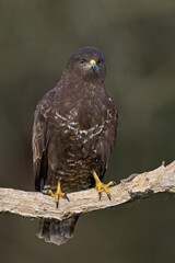 Common buzzard (Buteo buteo)