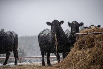 Black angus cow, standing in hay in a winter pasture