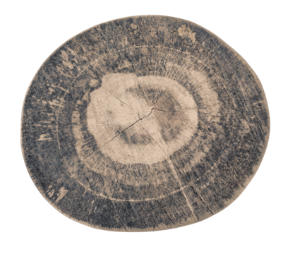 Cross section of tree trunk