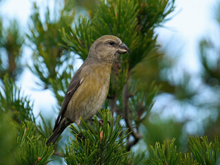 Parrot crossbill (Loxia pytyopsittacus)