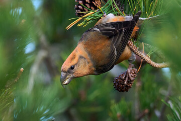 Parrot crossbill (Loxia pytyopsittacus)