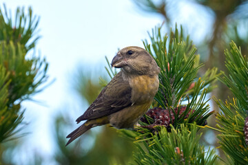 Parrot crossbill (Loxia pytyopsittacus)