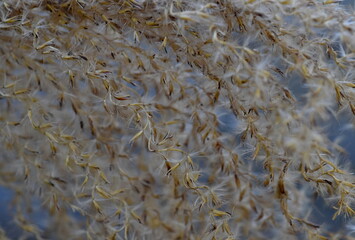 Nahaufnahme von Chinaschilf im Winter