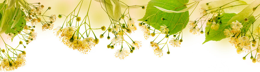 Linden flowers (Tilia cordata) isolated on a white background