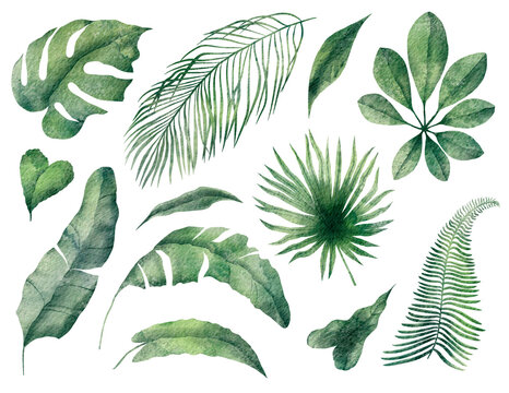 Watercolor tropical illustration set: botanical leaves