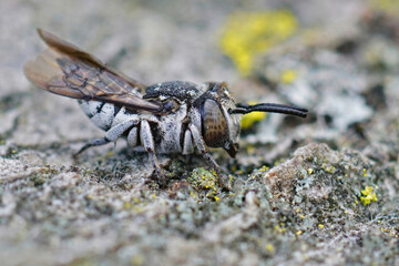 Closeup on a very small female mediterranean parasitic sharp-tailed bee, Coelioxys afer