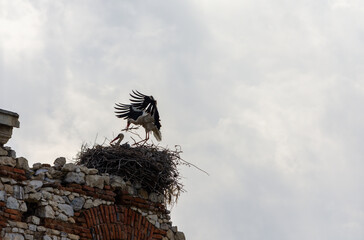 stork on the nest