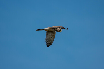 kestrel a bird of prey species belonging to the kestrel group of the falcon family hovering in a bright blue sky