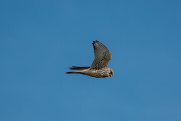 kestrel a bird of prey species belonging to the kestrel group of the falcon family hovering in a bright blue sky
