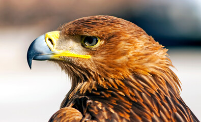Close-up of a steppe eagle.