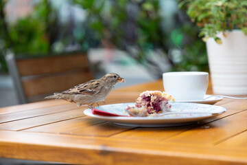 Ein Sperling sitzt auf dem Rand eines  Kuchentellers und hat einen Krümel vom Kuchen im Schnabel.