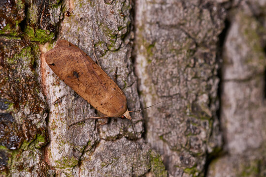 Hausmutter (Noctua pronuba)