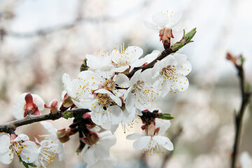 Apricot fruit tree blossoms with dense white flowers in garden in spring. Pollination period. Beautiful background