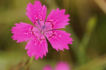 Closeup on the bright purple flower of a Carnation meadow Flower, Dianthus deltoides