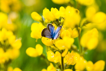 A Boisduval's Blue butterfly lands on a yellow, Mountain Goldenpea flower in early July along the shores of Fish Lake in Utah.