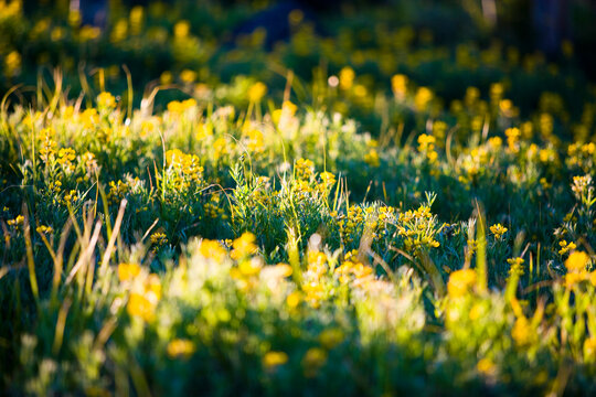 A meadow of yellow Mountain Goldenpea in early morning sunlight.
