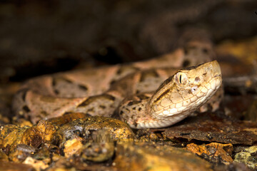close up of a snake