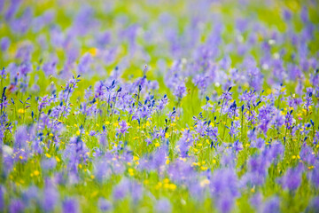 A field of Common Camas wildflowers in full bloom along a meadow in Yellowstone National Park, Wyoming