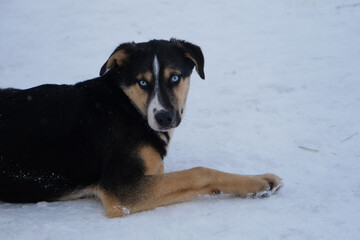 Young sports dog of mixed breed lies on snow in winter. Kennel of northern sled dogs. Charming blue-eyed black and red puppy with white stripe on head Alaskan husky resting.