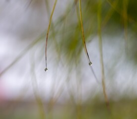 Two drops of water from morning dew with moisture and green plants.