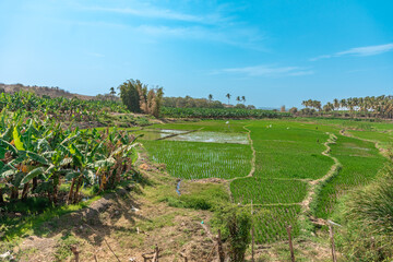 Fototapeta na wymiar green rice fields in south america