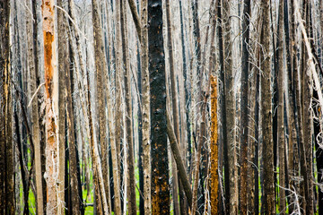 Obraz premium A charred dead standing tree in a forest recovering from a fire near Sylvan Pass in Yellowstone National Park, Wyoming.