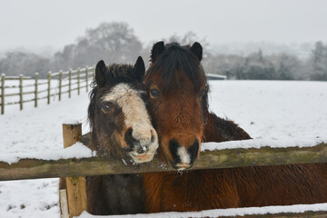 Close up shot of two ponies standing in snowy field heads together as they look over a wooden fence...