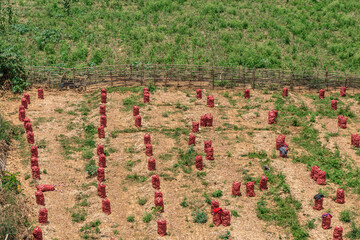 harvested potato crops in South America