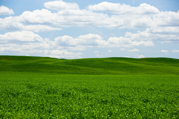 Naklejka premium Green farm fields sit in contrast to blue skies and puffy white clouds.