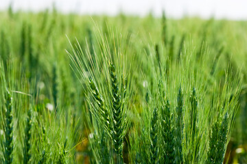 Closeup of green wheat spikes growing in a farm field in the sun.